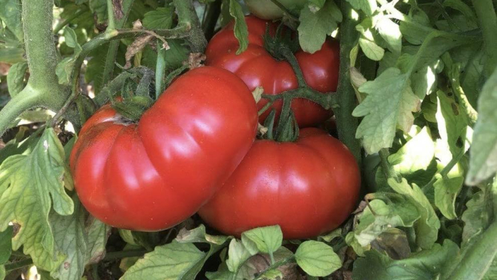 ATA TOHUMU SEFERBERLİĞİ BURSADA DA HAYAT BULDU